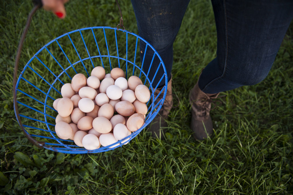 Basket of Eggs from Polyface Farms